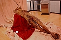 Il Corpo Del Crocifisso_045